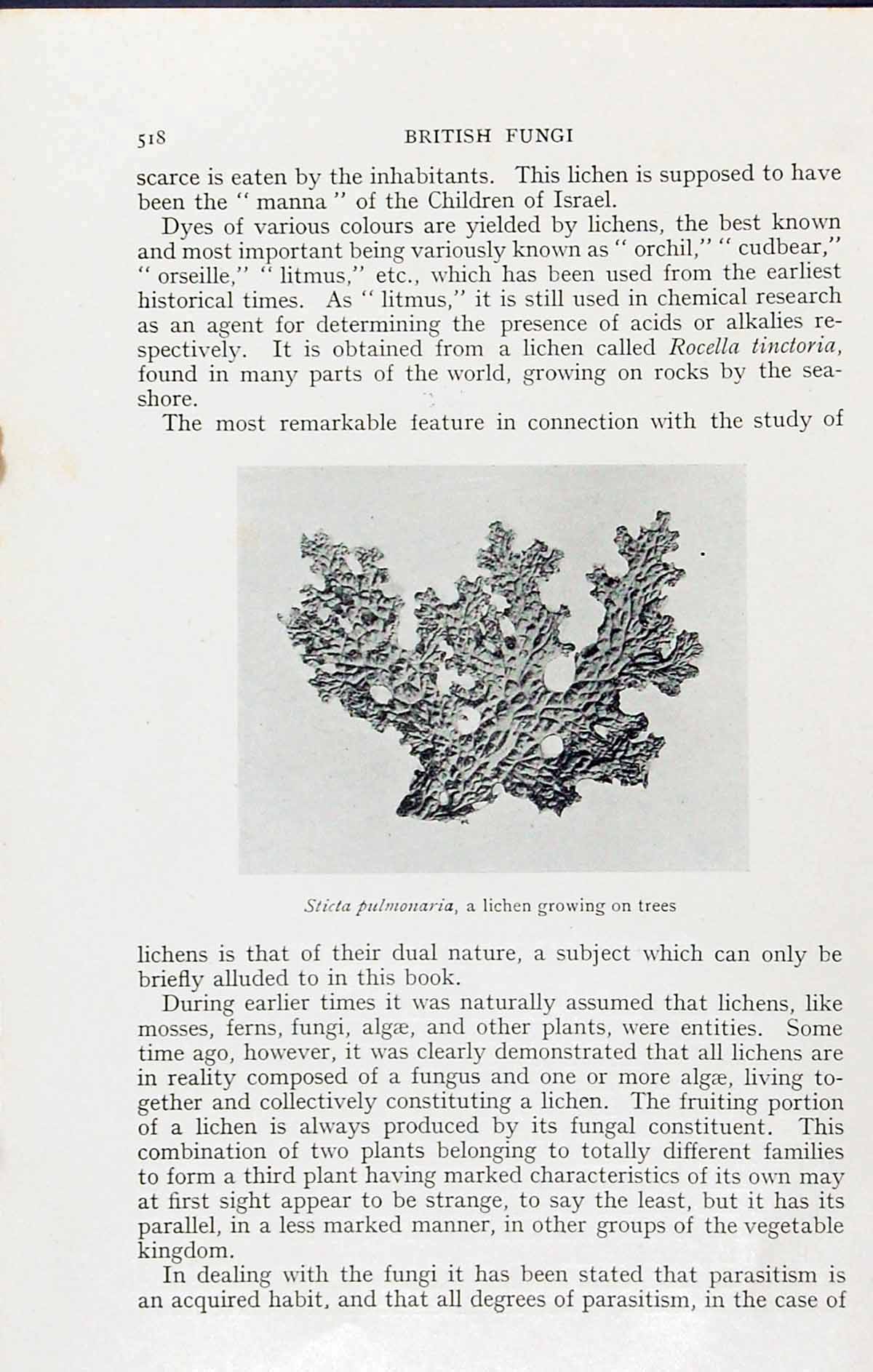 Old Lecidea Subumbonata Lichen Sticta Pulmonaria Massee C1911 British 20th
