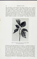 Old Smutted Wheat Fungus Ustilago Tritici Tree Hordei Massee C1911 Br 20th