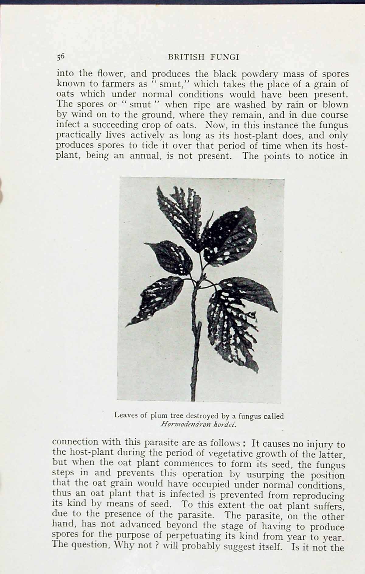 Old Smutted Wheat Fungus Ustilago Tritici Tree Hordei Massee C1911 Br 20th