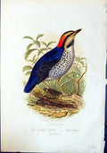 Antique Old Print Brehm Jones C1860 Cassell'S Birds Azure Pitta Cyanea Colour