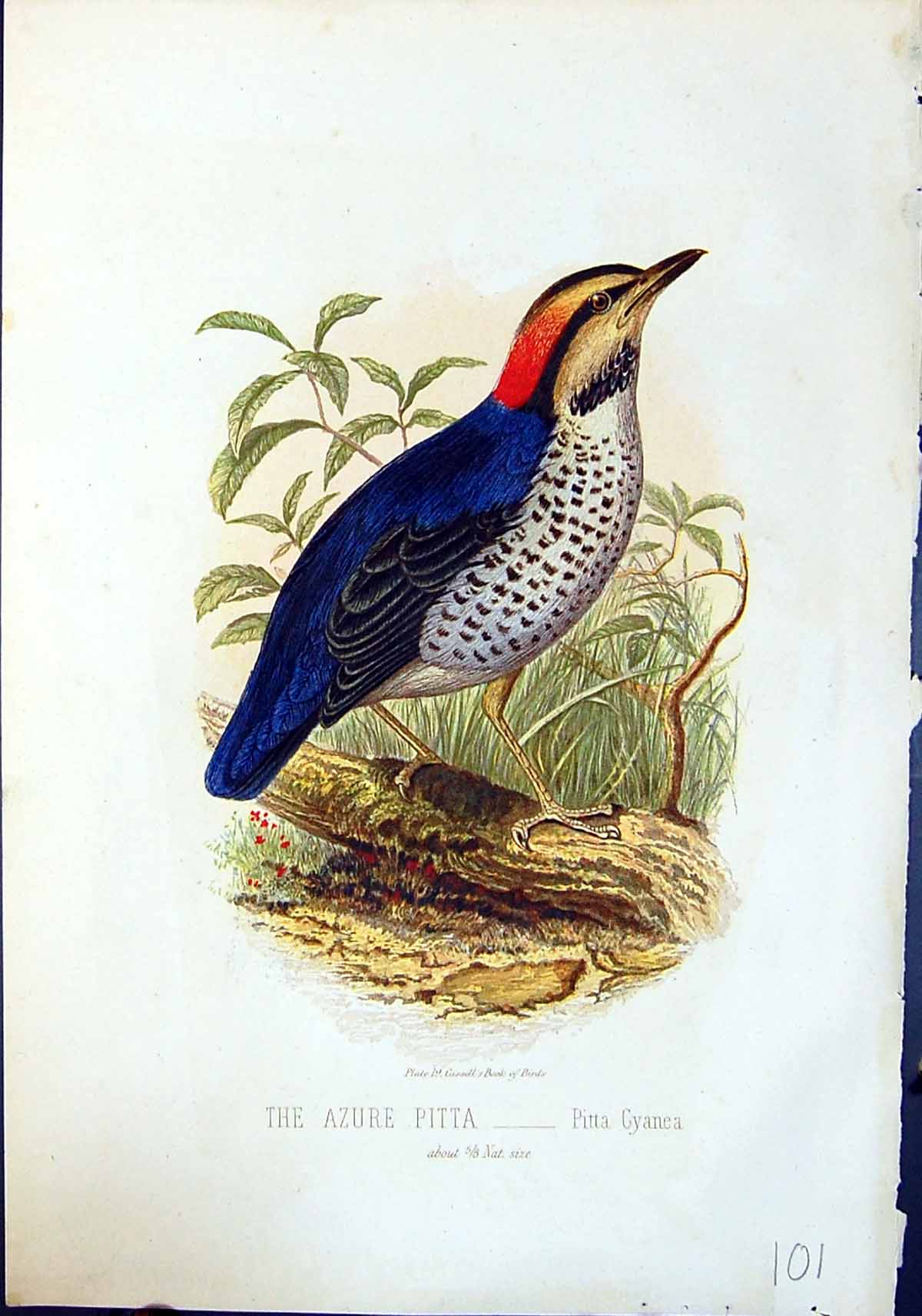 Antique Old Print Brehm Jones C1860 Cassell'S Birds Azure Pitta Cyanea Colour