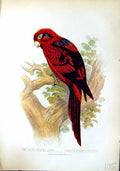 Old Blue-Striped Lory Lorius Cyanostriatus Brehm Jones C1860 Cassell' Victorian