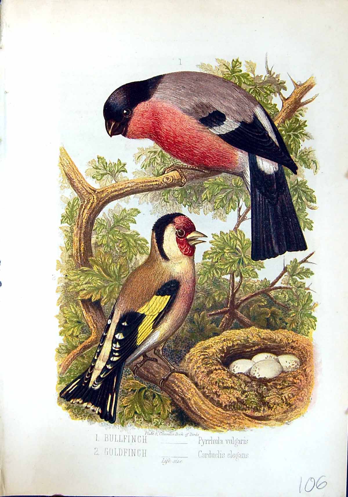 Old Print Brehm Jones C1860 Cassell'S Birds Bullfinch Gfinch Pyrrhula Ca 19th