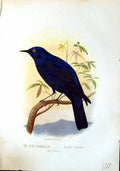 Old Antique Print Brehm Jones C1860 Cassell'S Birds Blue Grandala Coeli 19th