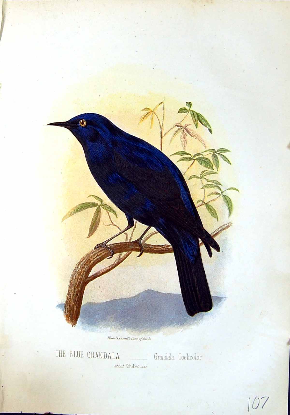 Old Antique Print Brehm Jones C1860 Cassell'S Birds Blue Grandala Coeli 19th