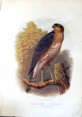Old Print Brehm Jones C1860 Cassell'S Birds Sparrow Hawk Accipiter Nisus 19th