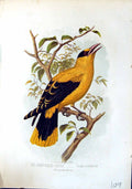 Old Brehm Jones C1860 Cassell'S Birds Sharp-Billed Oriole Oriolus Acr Victorian