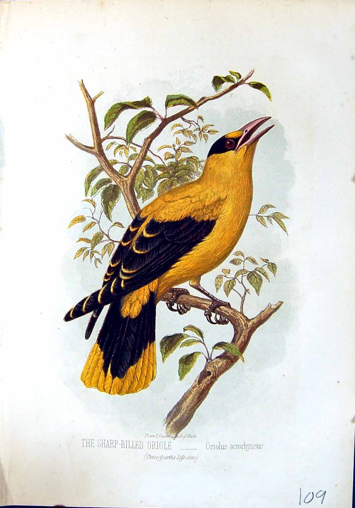 Old Brehm Jones C1860 Cassell'S Birds Sharp-Billed Oriole Oriolus Acr Victorian