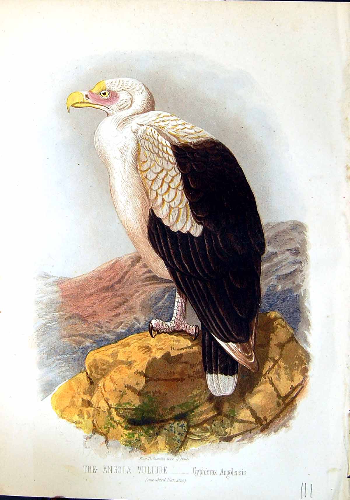 Old Brehm Jones C1860 Cassell'S Birds Angola Vulture Gyphierax Angole Victorian
