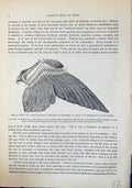 Old Brehm Jones C1860 Cassell'S Birds Wing Partially Striped Feathers Victorian
