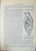 Old Viscera Small Bird Euphone Violaceus Brehm Jones C1860 Cassell'S Victorian