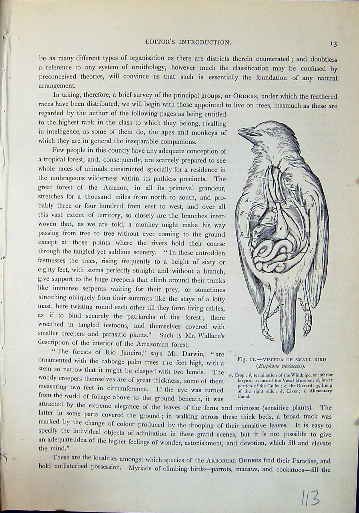 Old Viscera Small Bird Euphone Violaceus Brehm Jones C1860 Cassell'S Victorian