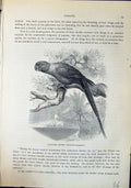 Old Collared Parrot Palaeornis Torquatus Brehm Jones C1860 Cassell'S Victorian