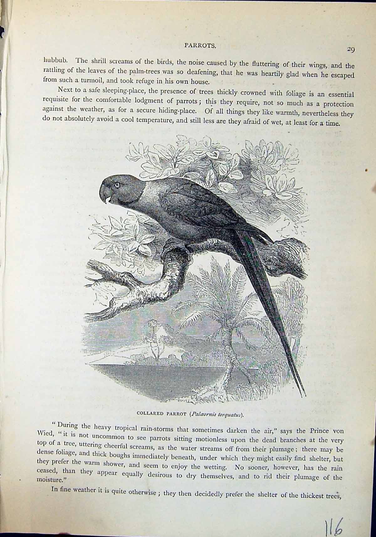Old Collared Parrot Palaeornis Torquatus Brehm Jones C1860 Cassell'S Victorian