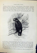 Antique Old Print Jako Psittacus Erithacus Brehm Jones C1860 Cassell'S Birds