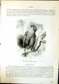 Antique Old Print Maitakka Pionus Menstruus Brehm Jones C1860 Cassell'S Birds