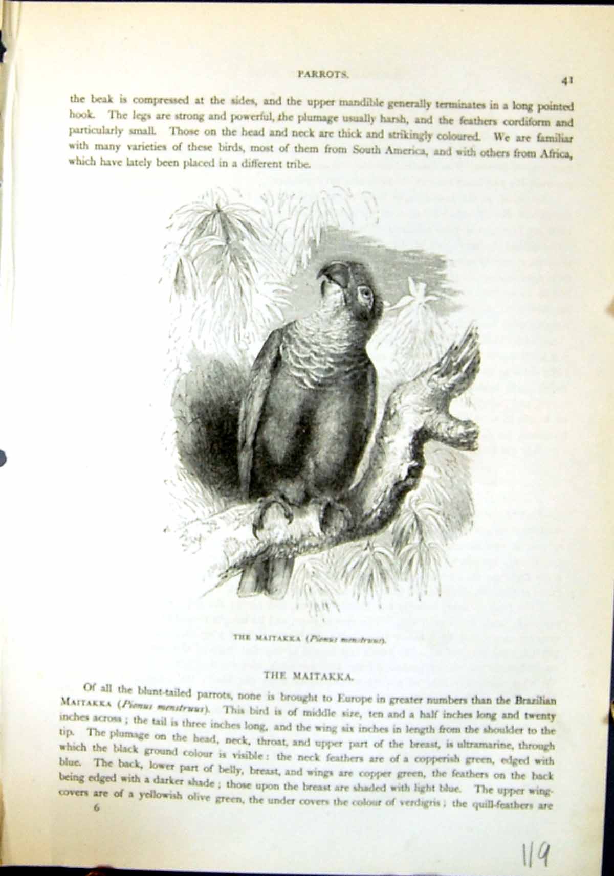 Antique Old Print Maitakka Pionus Menstruus Brehm Jones C1860 Cassell'S Birds