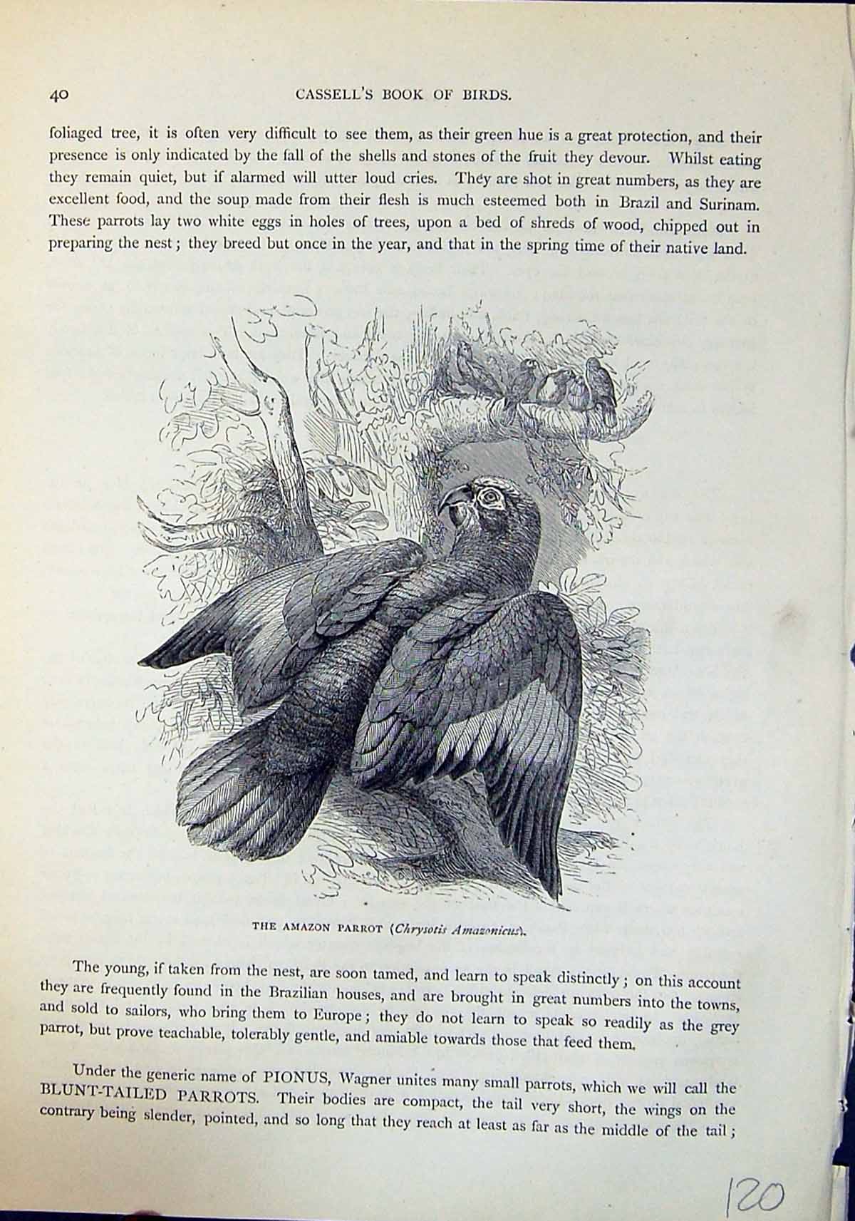 Old Amazon Parrot Chrysotis Amazonicus Brehm Jones C1860 Cassell'S Bi Victorian