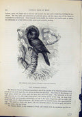 Old Crested Hawk Parrot Sparrow Deroptyus Brehm Jones C1860 Cassell'S Victorian