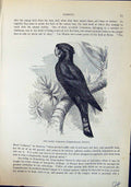 Old Raven Cockatoo Calyptorhynchus Banksii Brehm Jones C1860 Cassell' Victorian