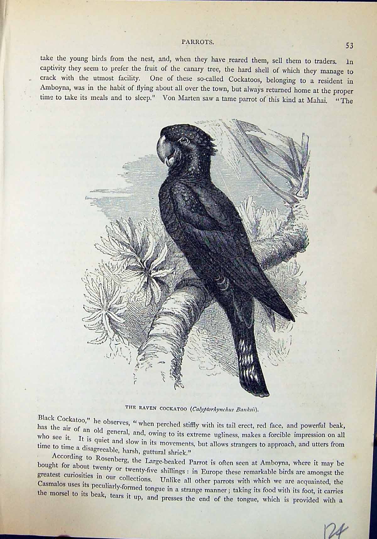 Old Raven Cockatoo Calyptorhynchus Banksii Brehm Jones C1860 Cassell' Victorian
