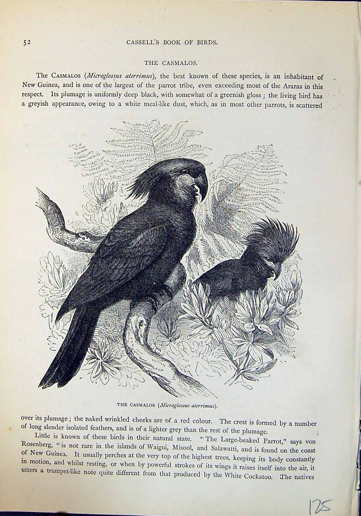 Old Brehm Jones C1860 Cassell'S Birds Casmalos Microglossus Aterrimus Victorian