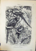 Antique Old Print Scarlet Macaw Ara Macao Brehm Jones C1860 Cassell'S Birds