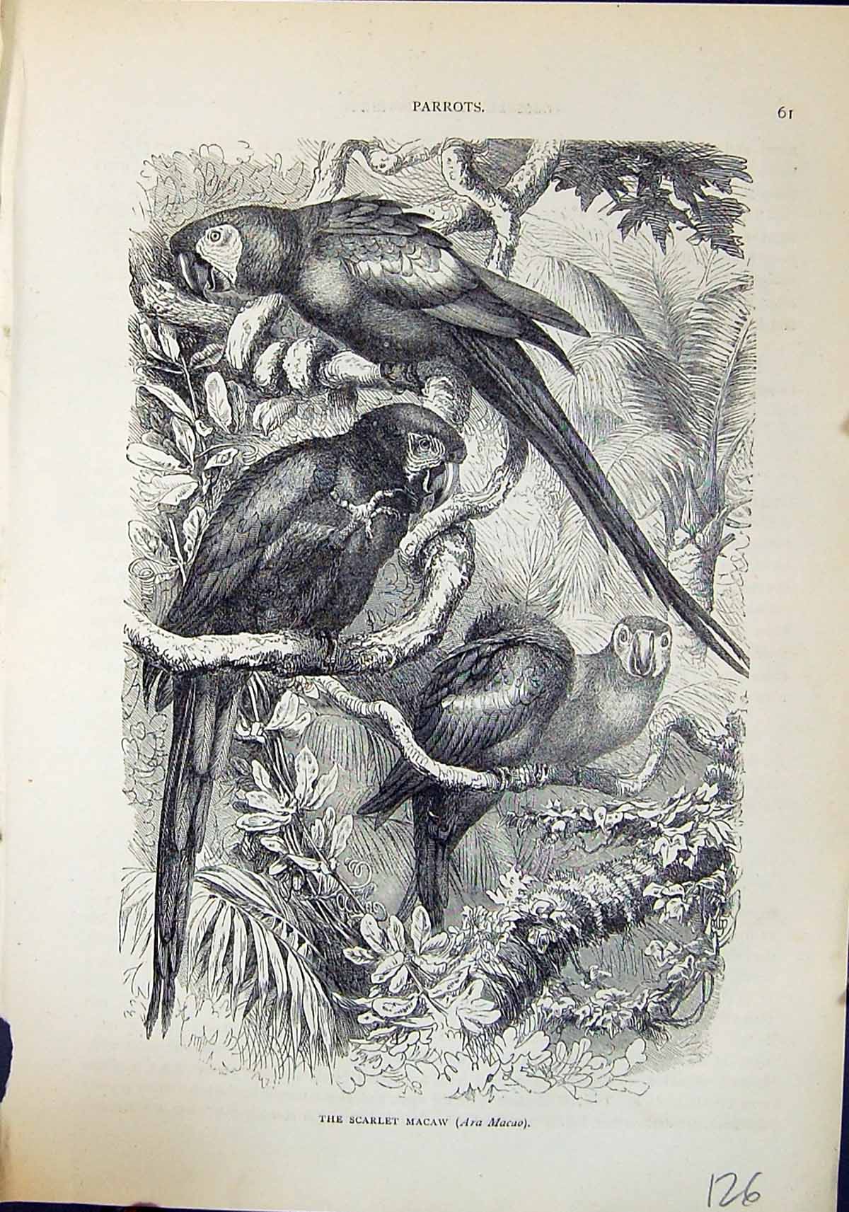 Antique Old Print Scarlet Macaw Ara Macao Brehm Jones C1860 Cassell'S Birds