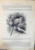 Old Antique Print Garuba Conurus Luteus Brehm Jones C1860 Cassell'S Birds 19th