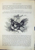 Antique Print Rosella Platycercus Eximius Brehm Jones C1860 Cassell'S Birds