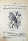 Old Waved Parrot Melopsittacus Undulatus Brehm Jones C1860 Cassell'S Victorian