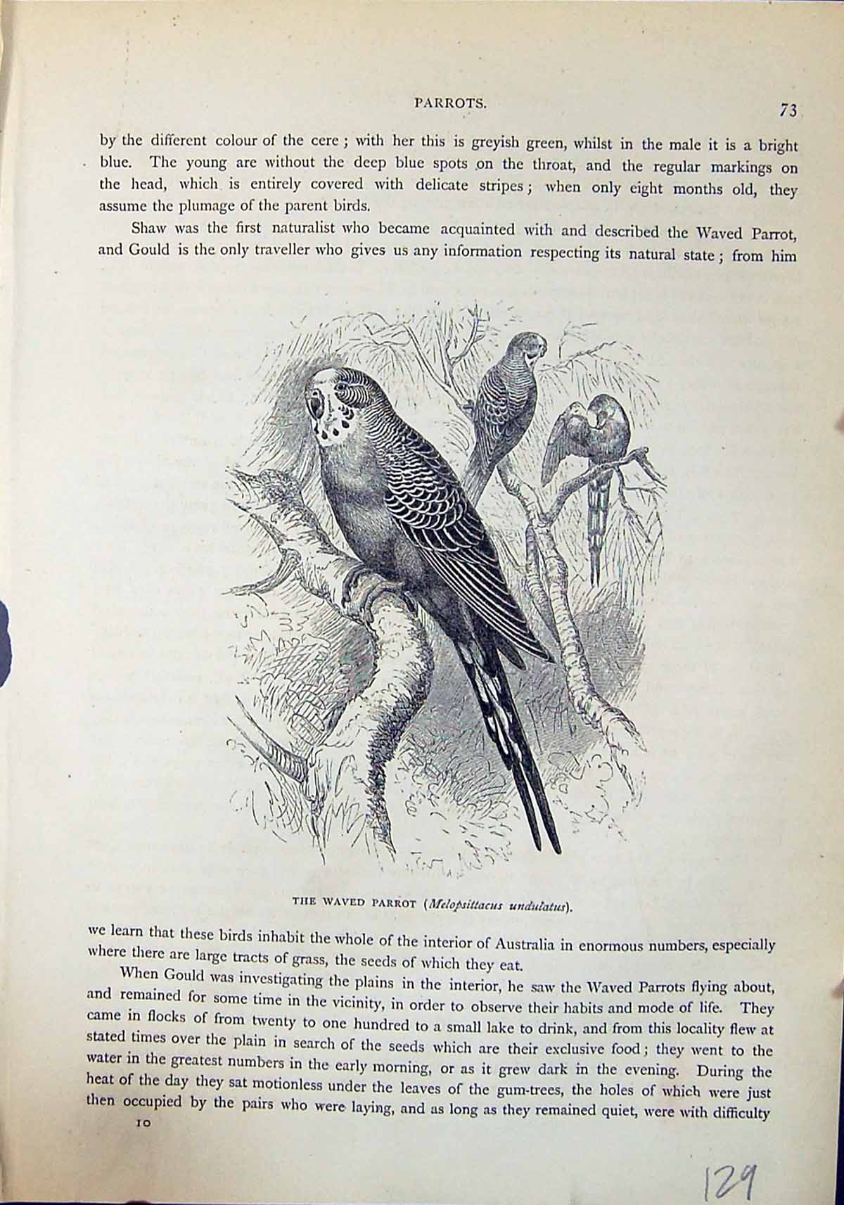 Old Waved Parrot Melopsittacus Undulatus Brehm Jones C1860 Cassell'S Victorian