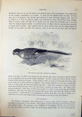Old Ground Parrakeet Pezoporinus Formosus Brehm Jones C1860 Cassell'S Victorian