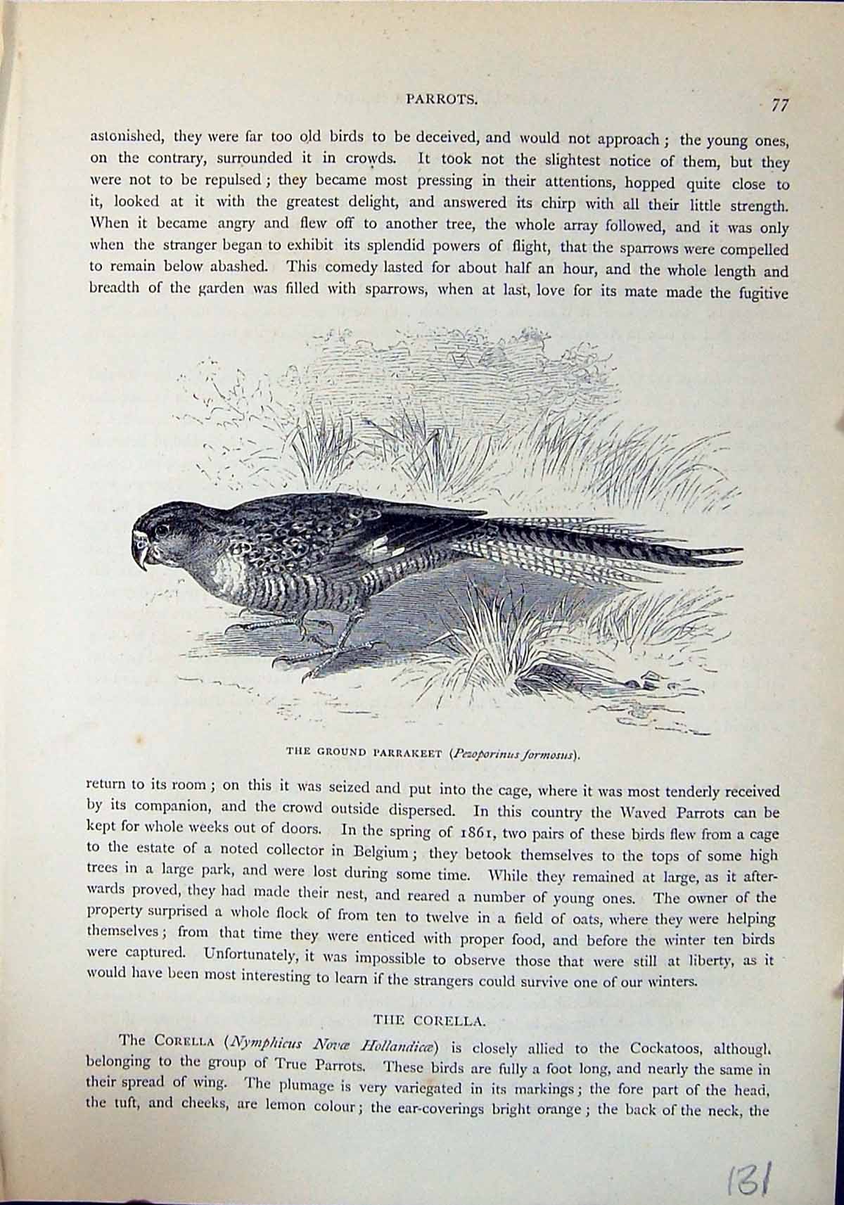 Old Ground Parrakeet Pezoporinus Formosus Brehm Jones C1860 Cassell'S Victorian