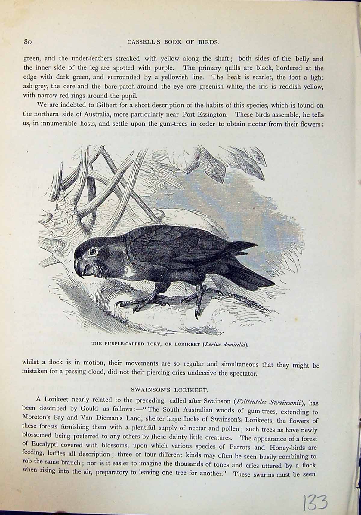 Old Purple-Capped Lory Lorikeet Lorius Domicella Brehm Jones C1860 Ca Victorian