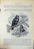 Old Large-Beaked Cross-Bill Loxia Pityopsittacus Brehm Jones C1860 Ca Victorian