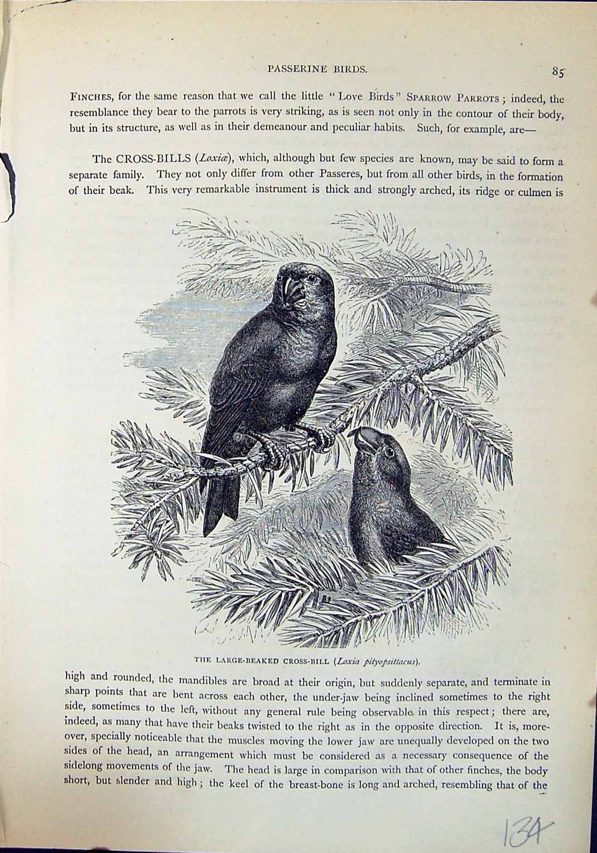 Old Large-Beaked Cross-Bill Loxia Pityopsittacus Brehm Jones C1860 Ca Victorian