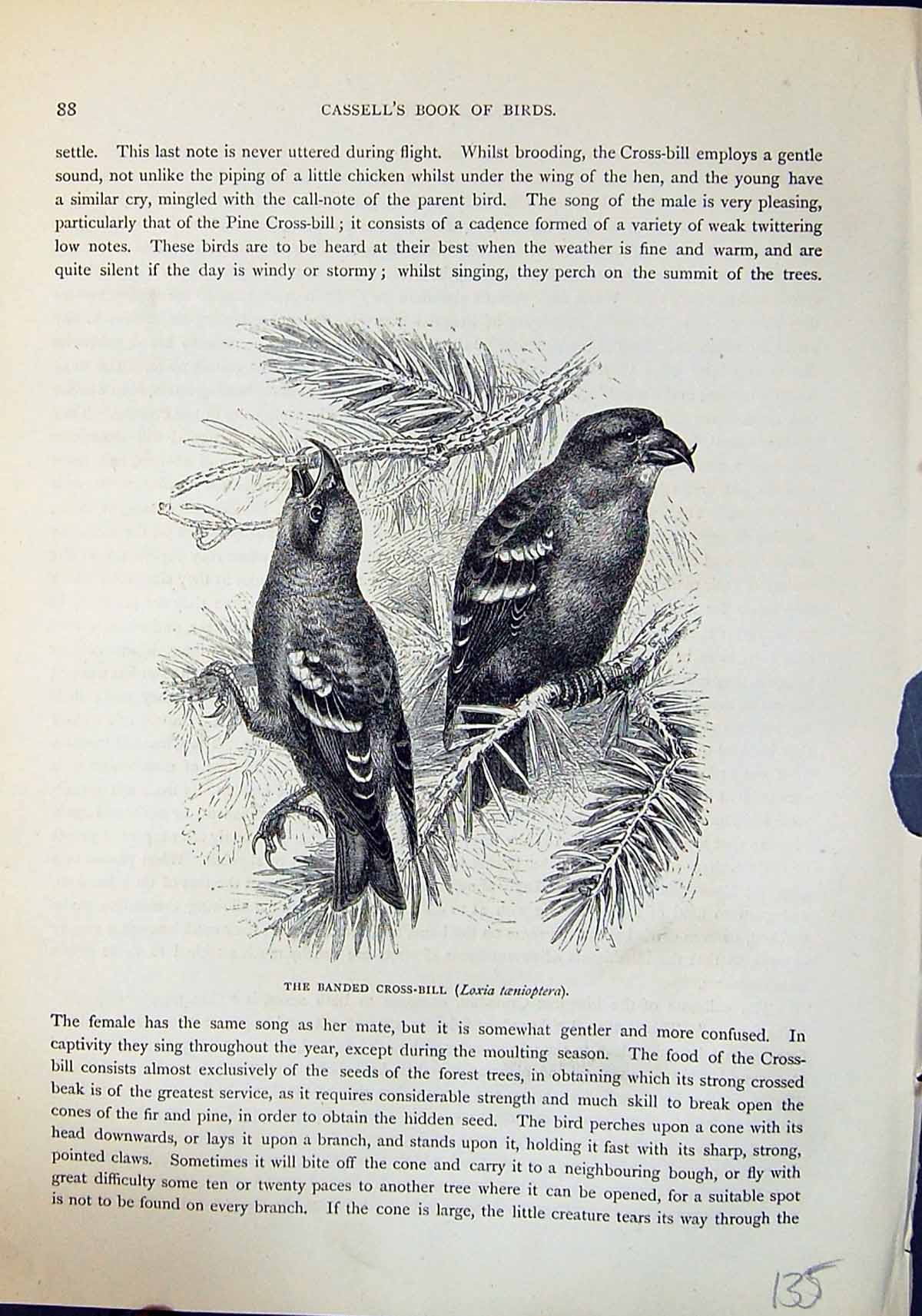 Old Banded Cross-Bill Loxia Taenioptera Brehm Jones C1860 Cassell'S B Victorian