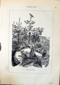 Original Old Antique Print Cross-Bills Loxiae Brehm Jones C1860 Cassell'S Birds