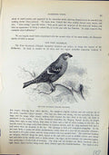 Old Pine Grosbeak Pinicola Enucleator Brehm Jones C1860 Cassell'S Bir Victorian