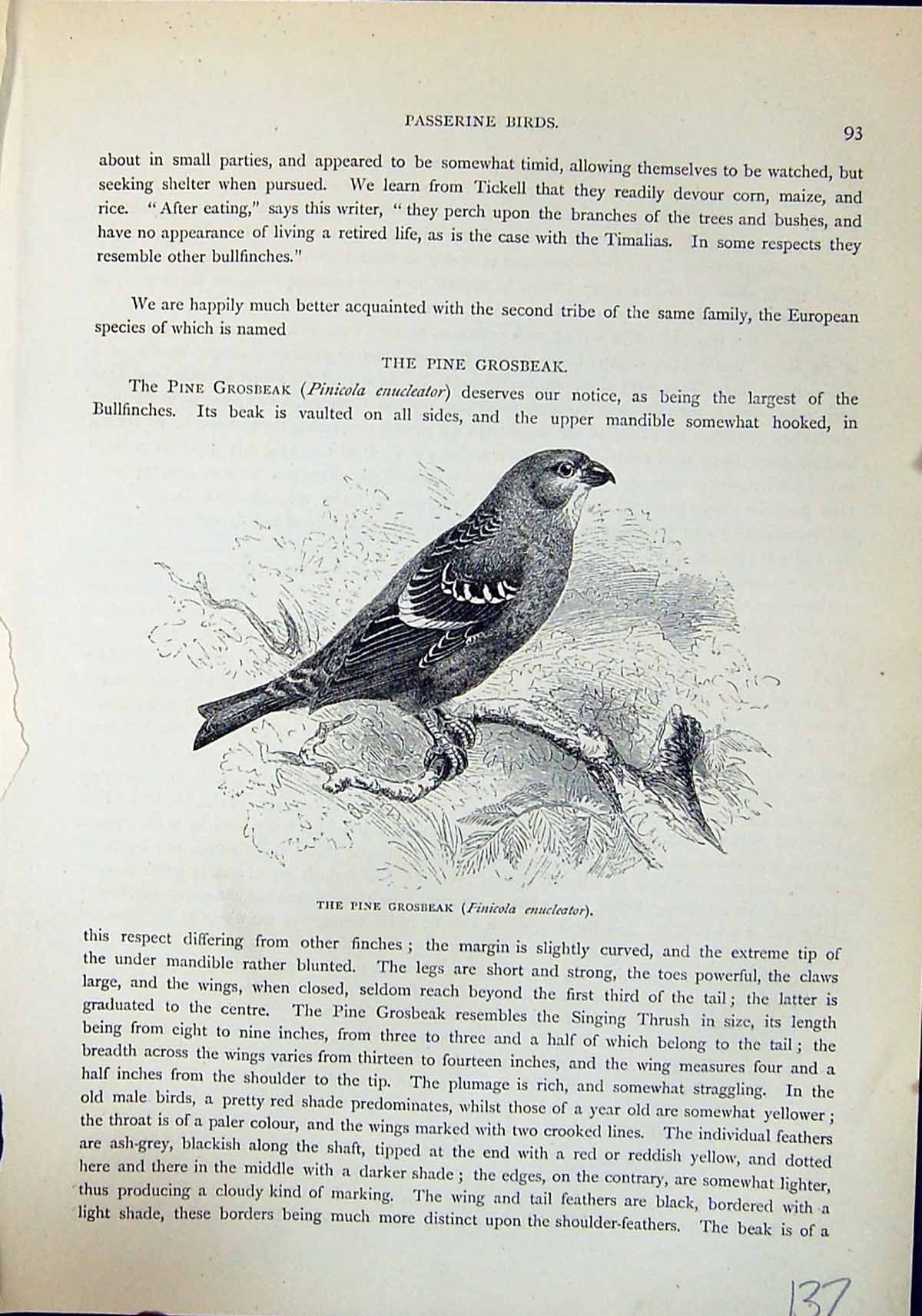 Old Pine Grosbeak Pinicola Enucleator Brehm Jones C1860 Cassell'S Bir Victorian