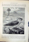 Old Deserted Trumpeter Bucanetes Githogeneus Brehm Jones C1860 Cassel Victorian