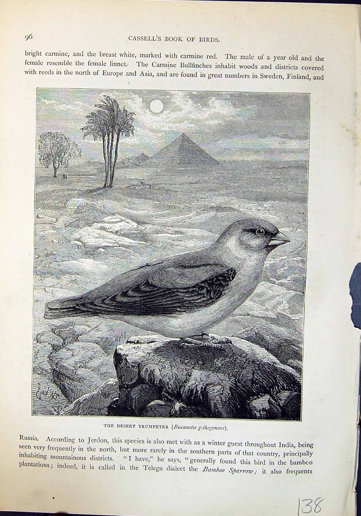Old Deserted Trumpeter Bucanetes Githogeneus Brehm Jones C1860 Cassel Victorian