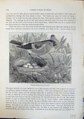 Antique Print Female Bullfinch Nest Eggs Brehm Jones C1860 Cassell'S Birds 19th