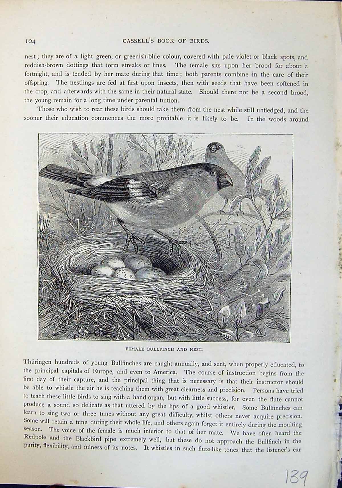 Antique Print Female Bullfinch Nest Eggs Brehm Jones C1860 Cassell'S Birds 19th