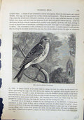 Antique Print Girlitz Serinus Hortulanus Brehm Jones C1860 Cassell'S Birds 19th