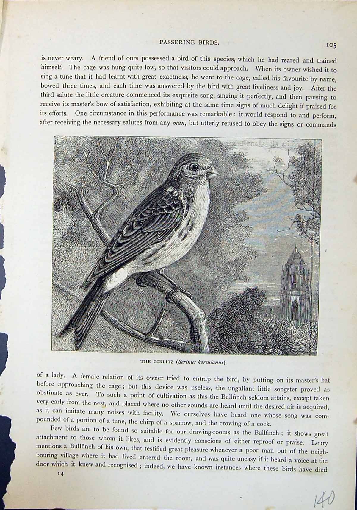 Antique Print Girlitz Serinus Hortulanus Brehm Jones C1860 Cassell'S Birds 19th