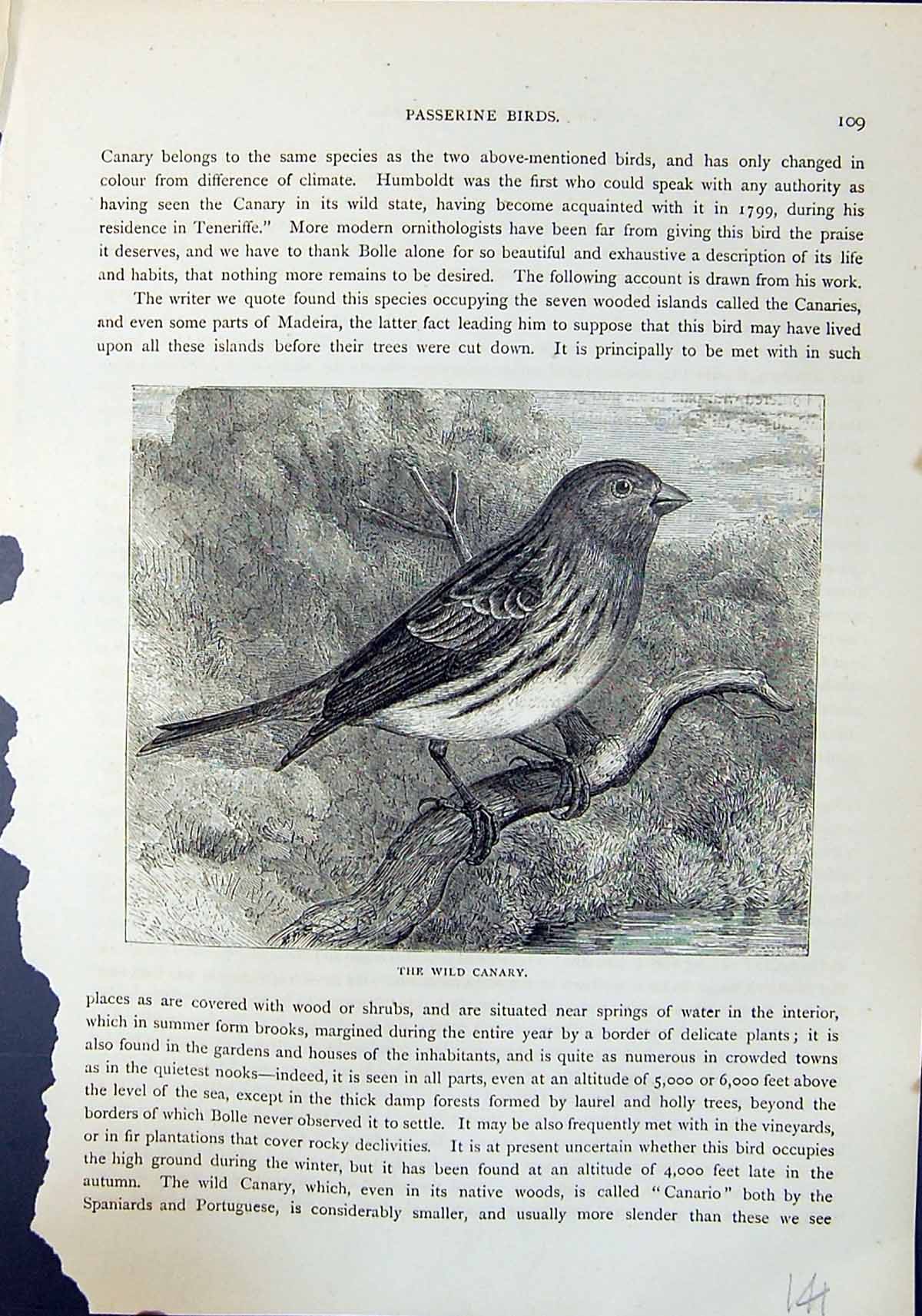 Original Old Antique Print Wild Canary Brehm Jones C1860 Cassell'S Birds 19th