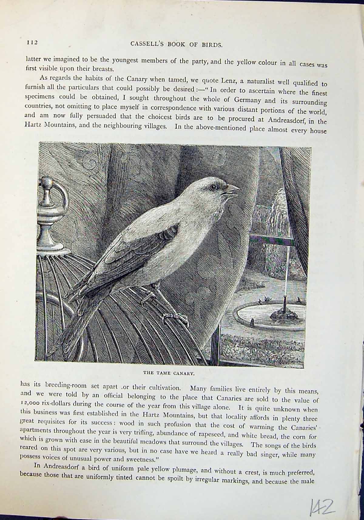 Original Old Antique Print Tame Canary Brehm Jones C1860 Cassell'S Birds 19th