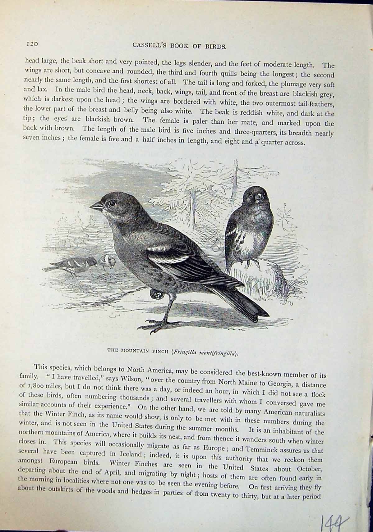 Old Mountain Finch Fringilla Montifringilla Brehm Jones C1860 Cassell Victorian